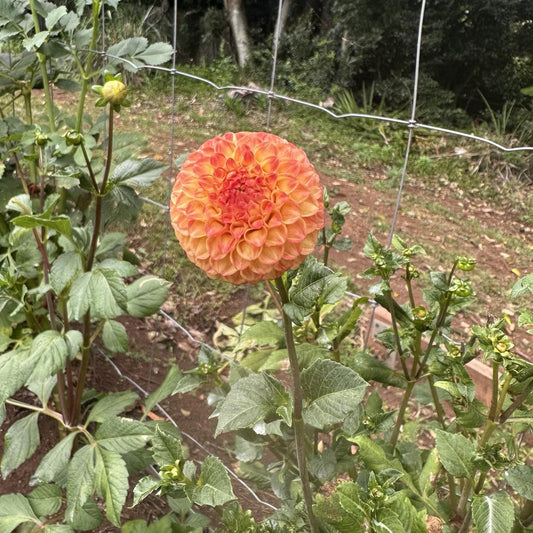 Apricot Willo