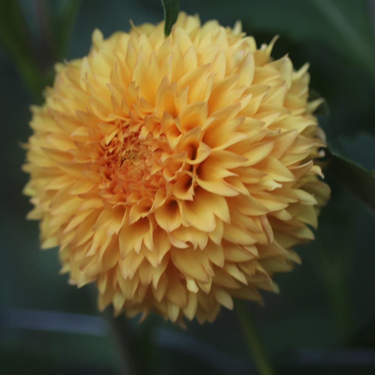 Florelie Dandelion
