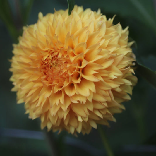 Florelie Dandelion