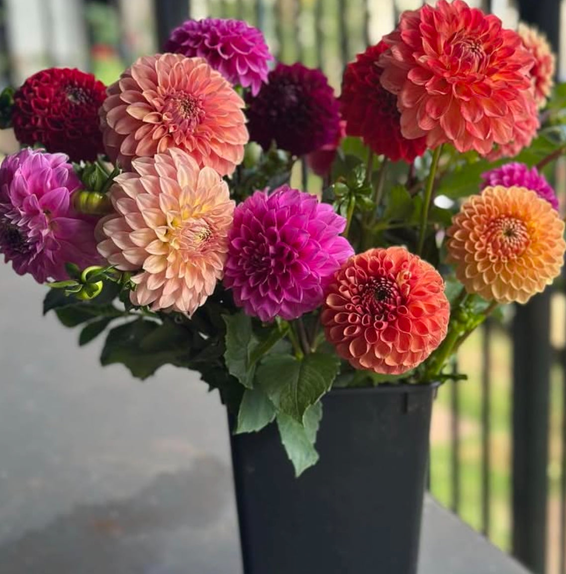 Growers Choice Buckets 20 stems