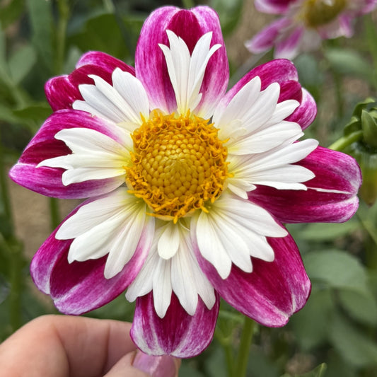 Beauty Seeds x 10 (collarette)
