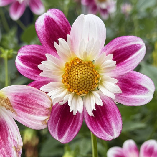 Beauty