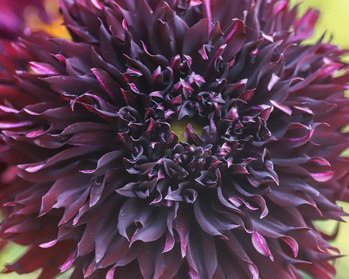 Black Macopa ( Kenora Macob B)