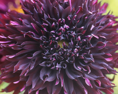 Black Macopa ( Kenora Macob B)