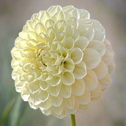 Boundary Snowflake