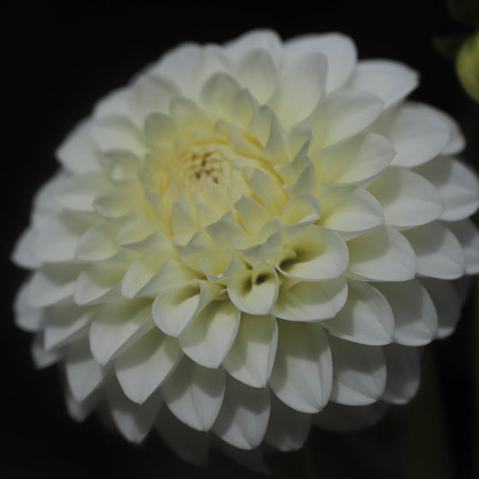 Boundary Snowflake