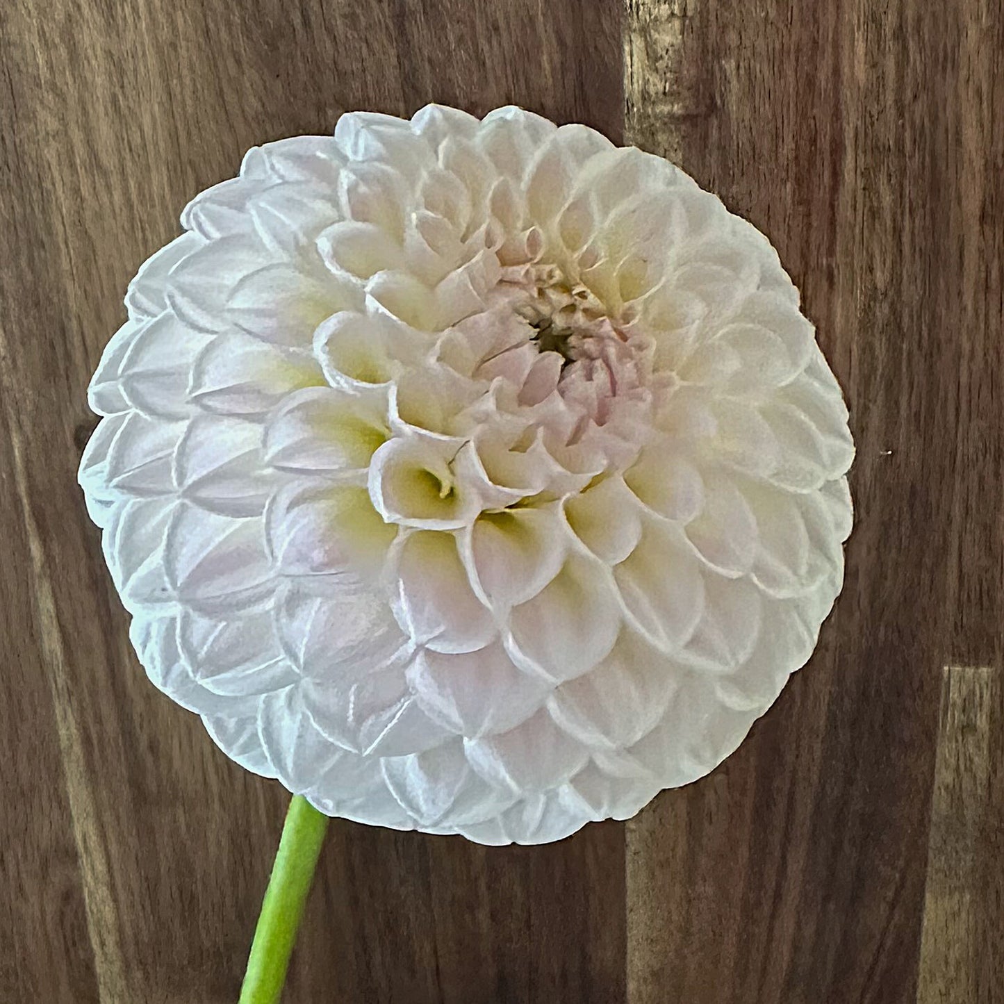Brian's Dream Cutting Grown Live Plant
