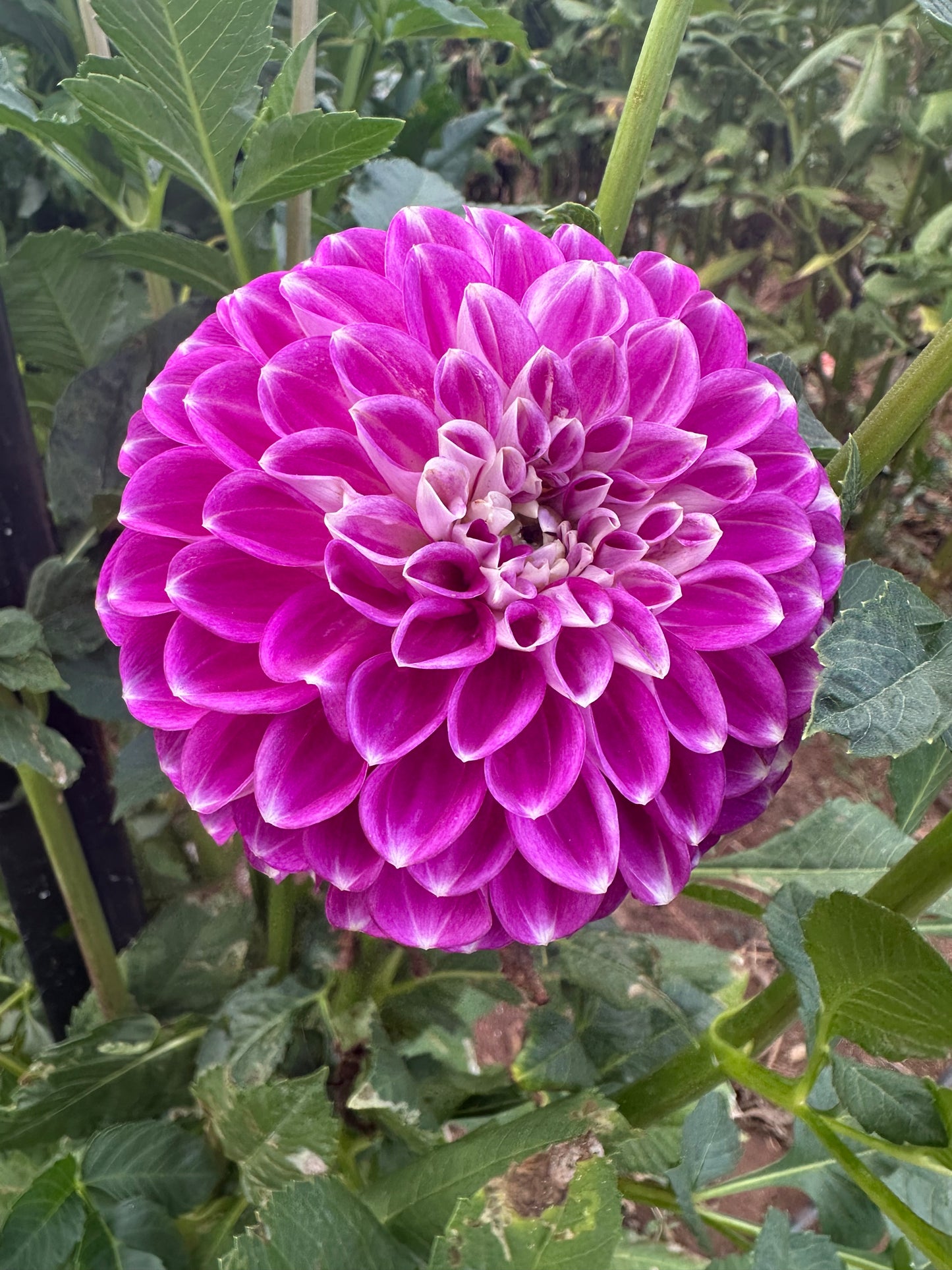 Darbro Violet