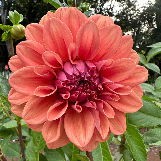 Lileah Caramel Rose