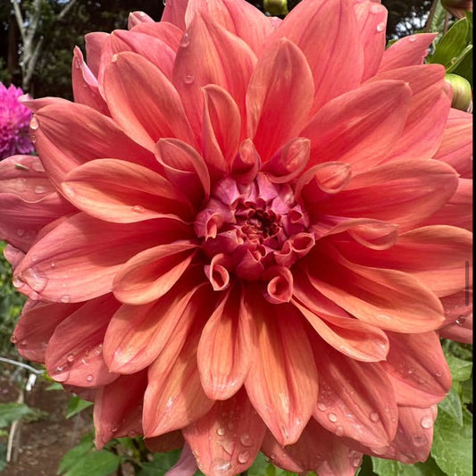 Lileah Caramel Rose