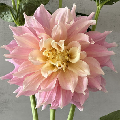 Cerise Rosebud