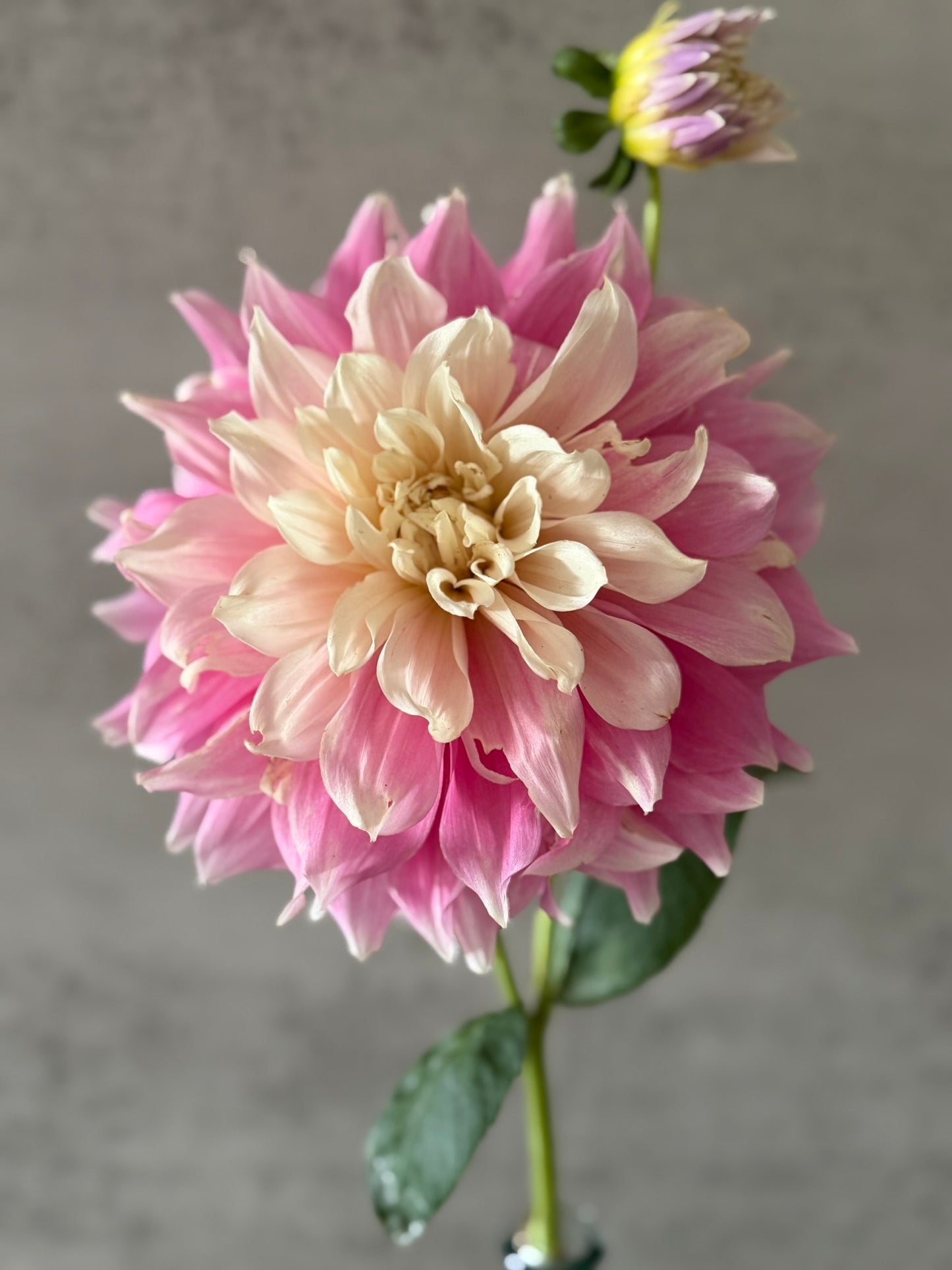 Cerise Rosebud