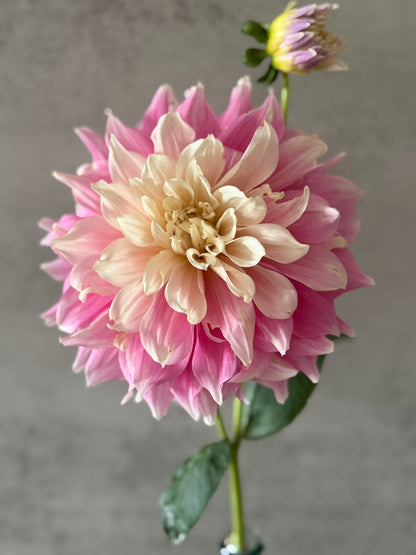 Cerise Rosebud