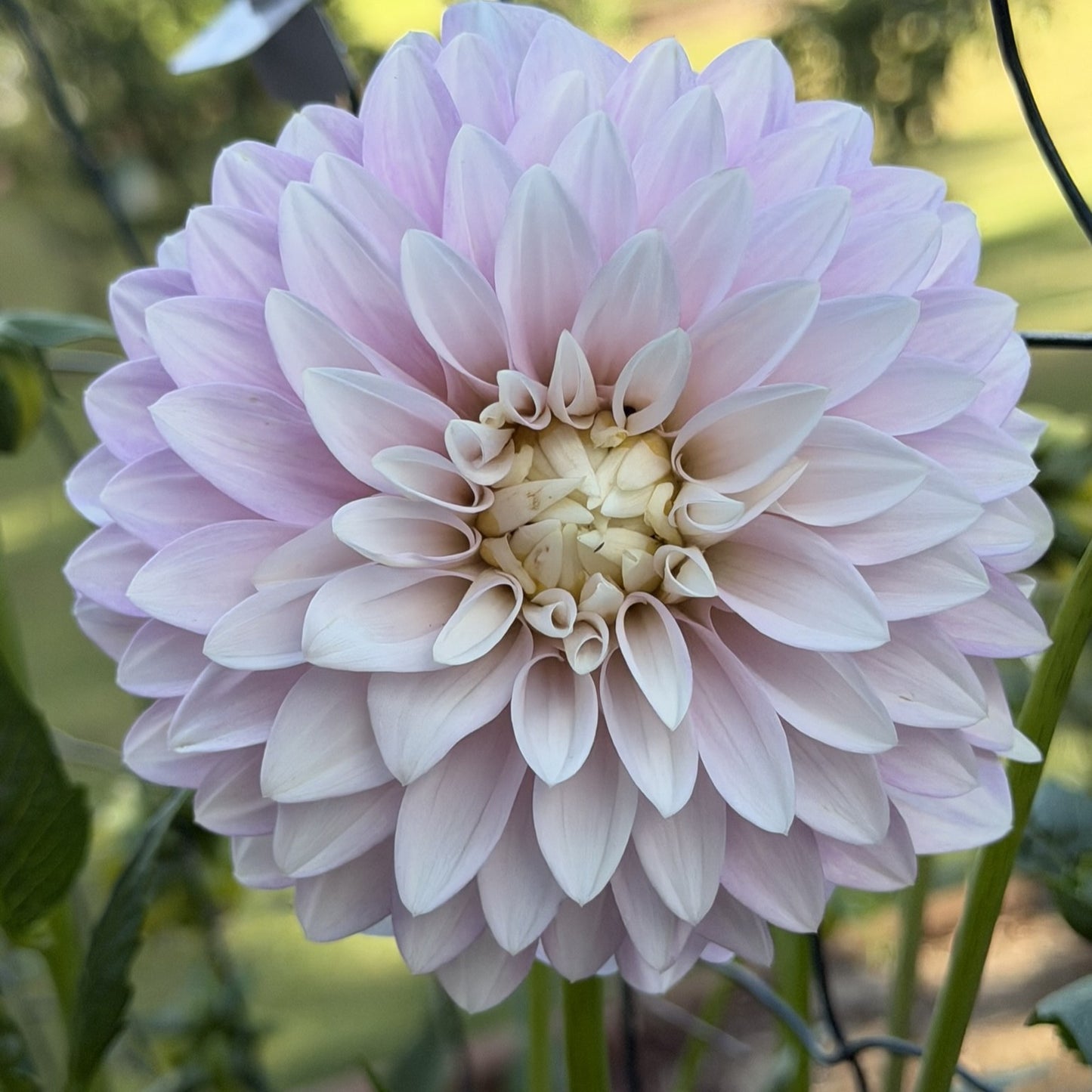Clara Thora