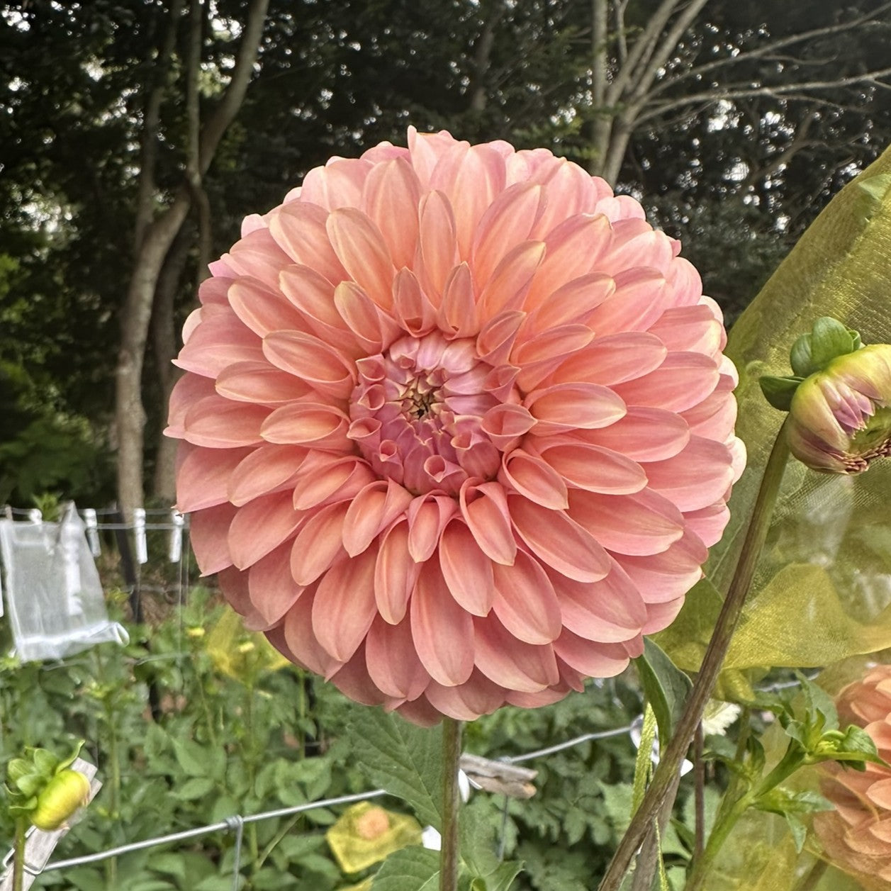 Coorabell Jessie Seeds
