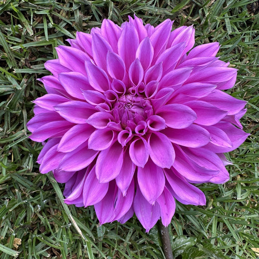 Croydon Lilac