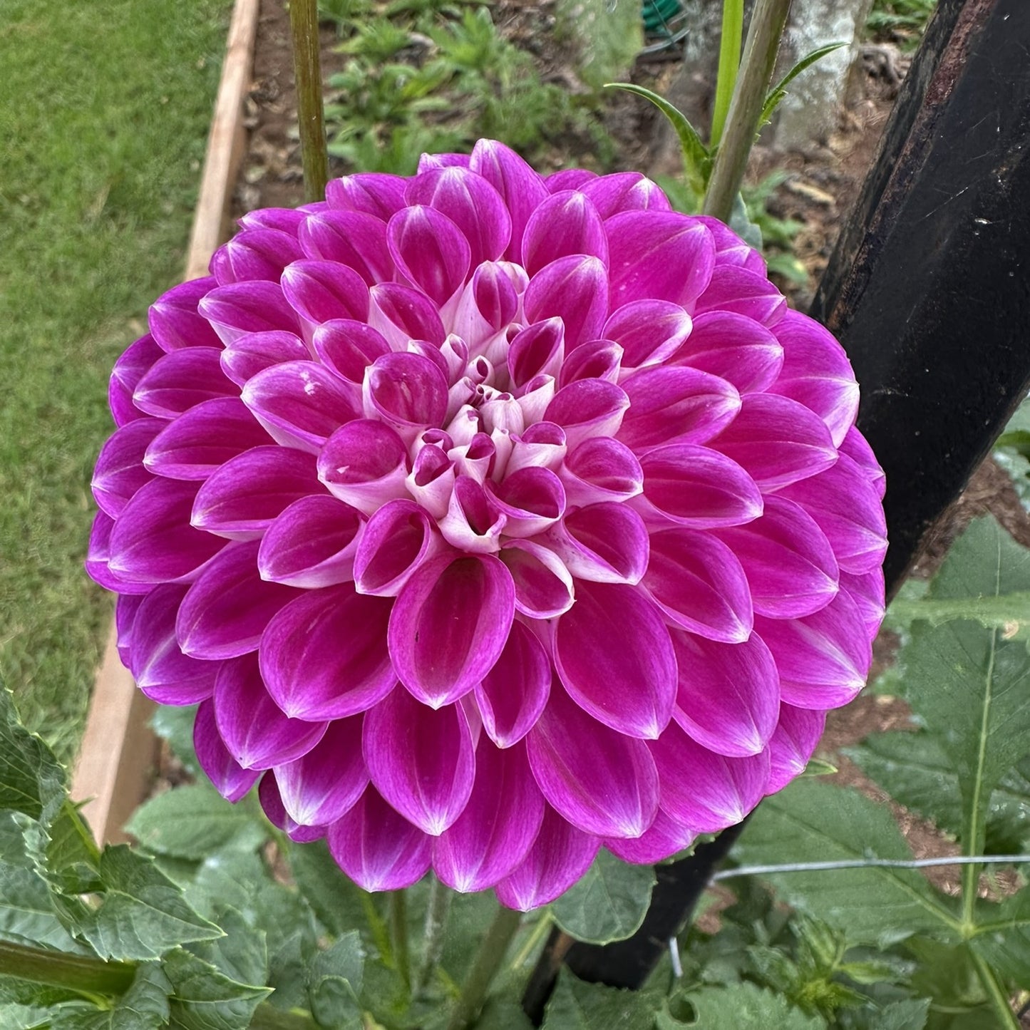 Darbro Violet