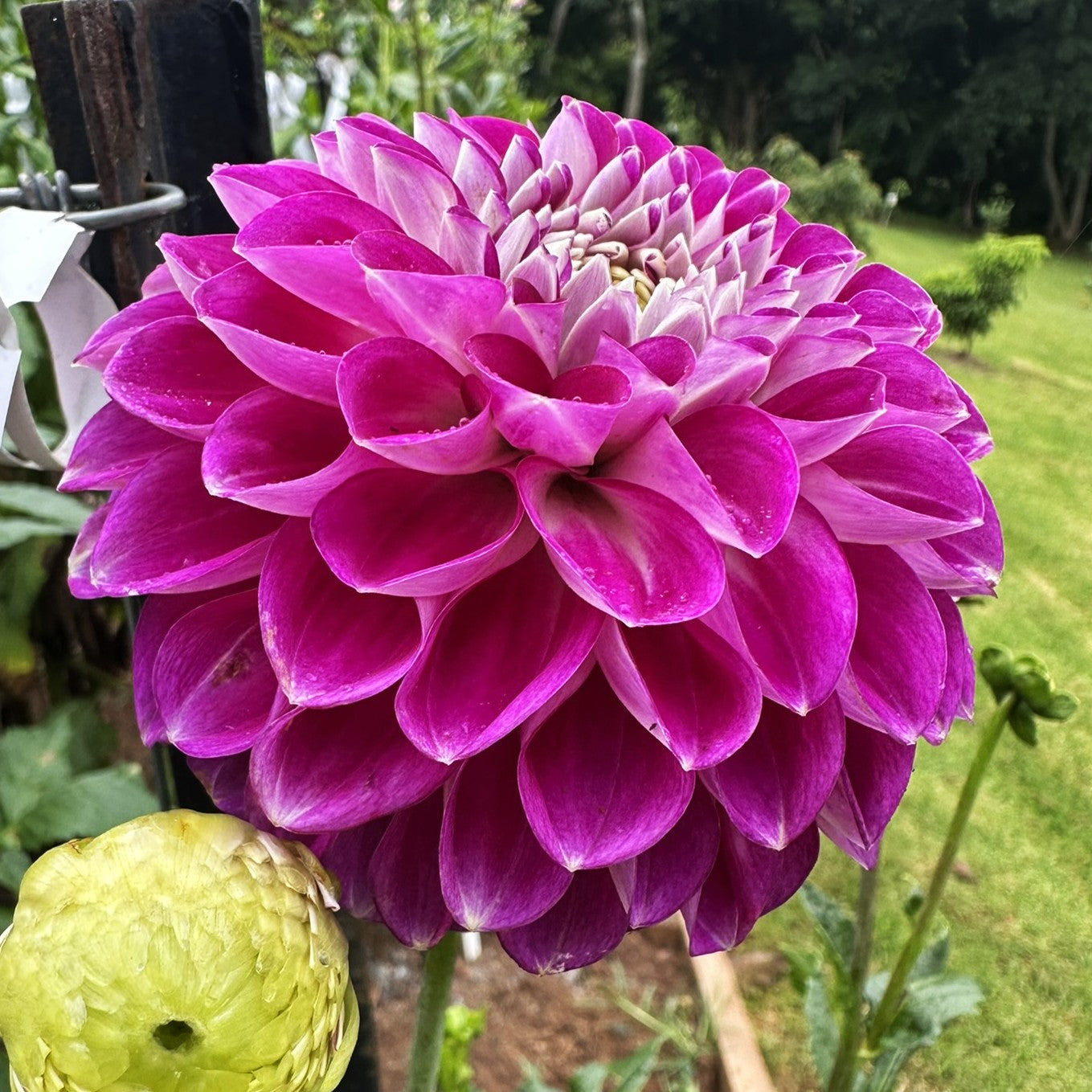 Darbro Violet