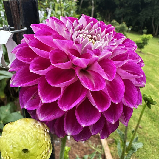 Darbro Violet