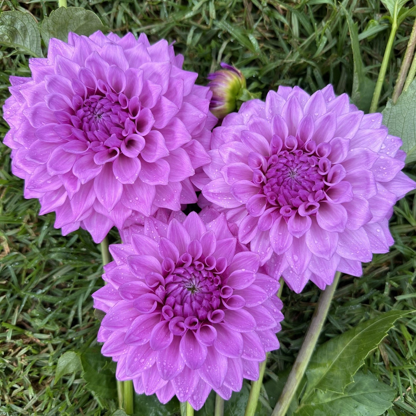 Devon Desire seeds x 10