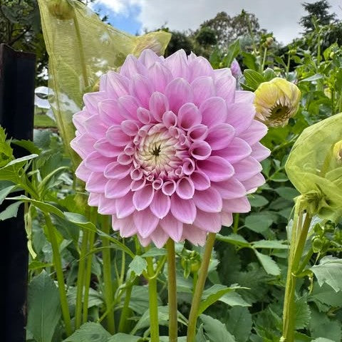 Devon Image seeds x 10