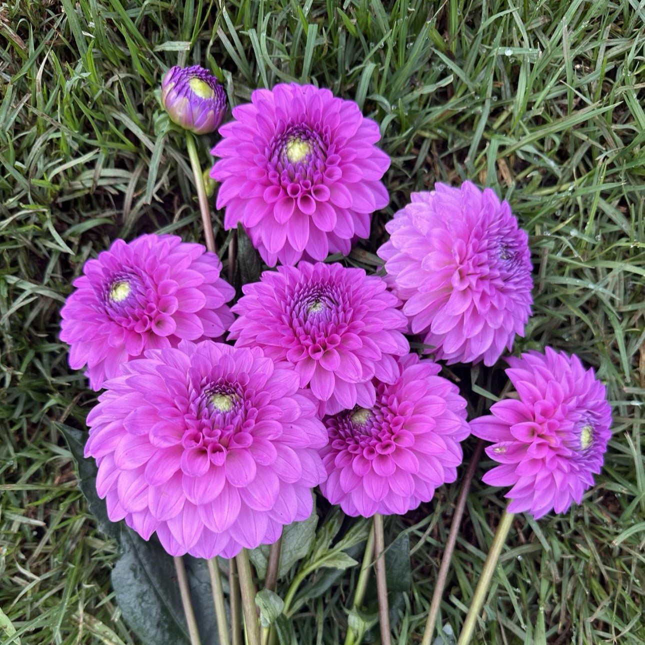 Devon Choice Seeds