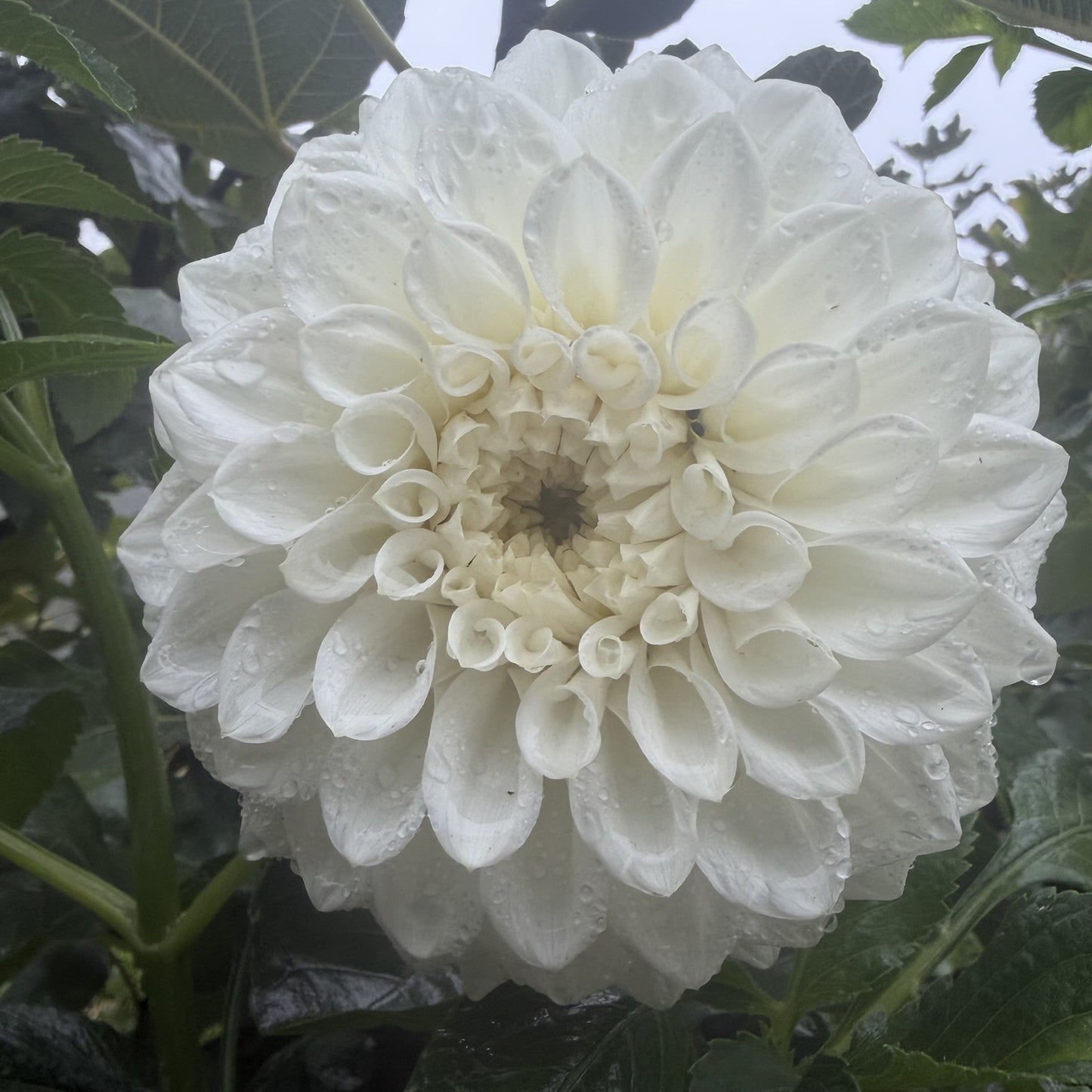 Devon Peace seeds x 10 (white decorative)