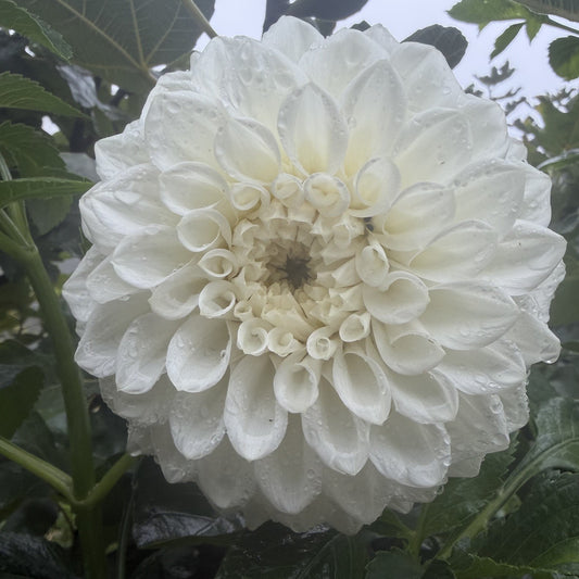 Devon Peace seeds x 10 (white decorative)