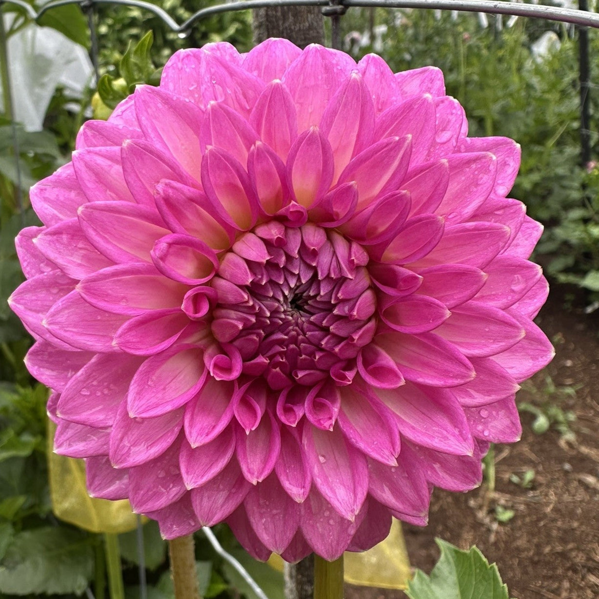 Devon Pearl