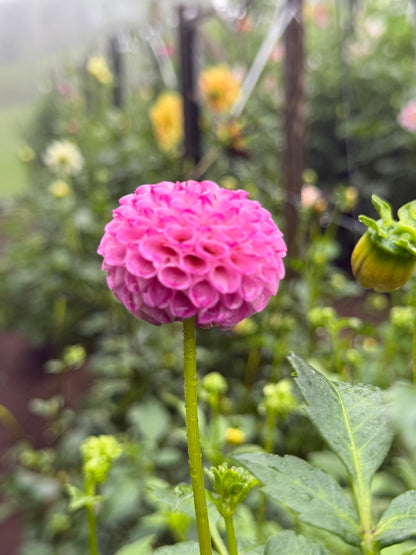 A1 Pom