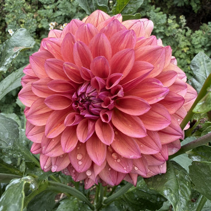 Everbloom Aura