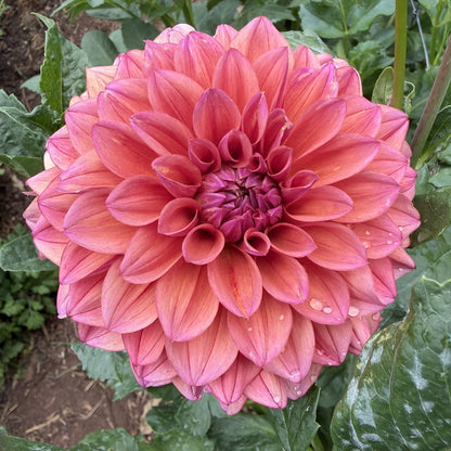 Everbloom Aura