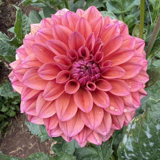 Everbloom Aura seeds x 10