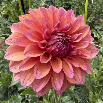 Everbloom Aura