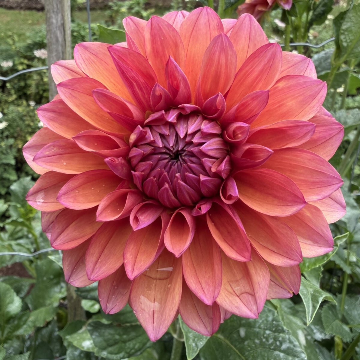 Everbloom Aura