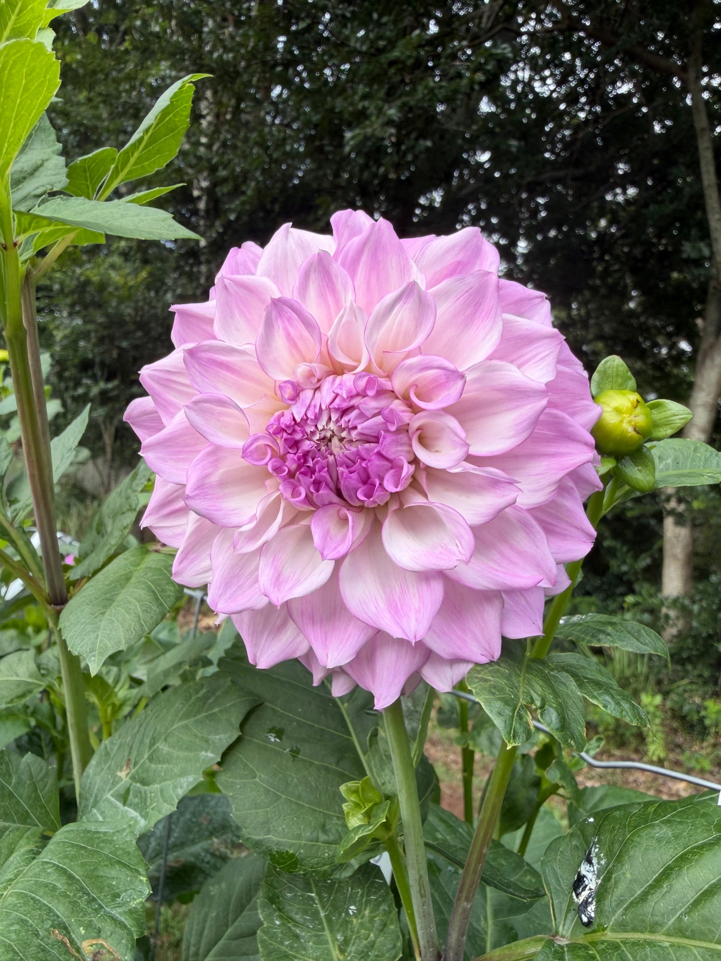 Warraview Lola