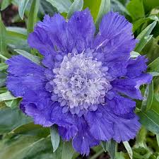 Fama Blue Scabiosa Small potted seedling