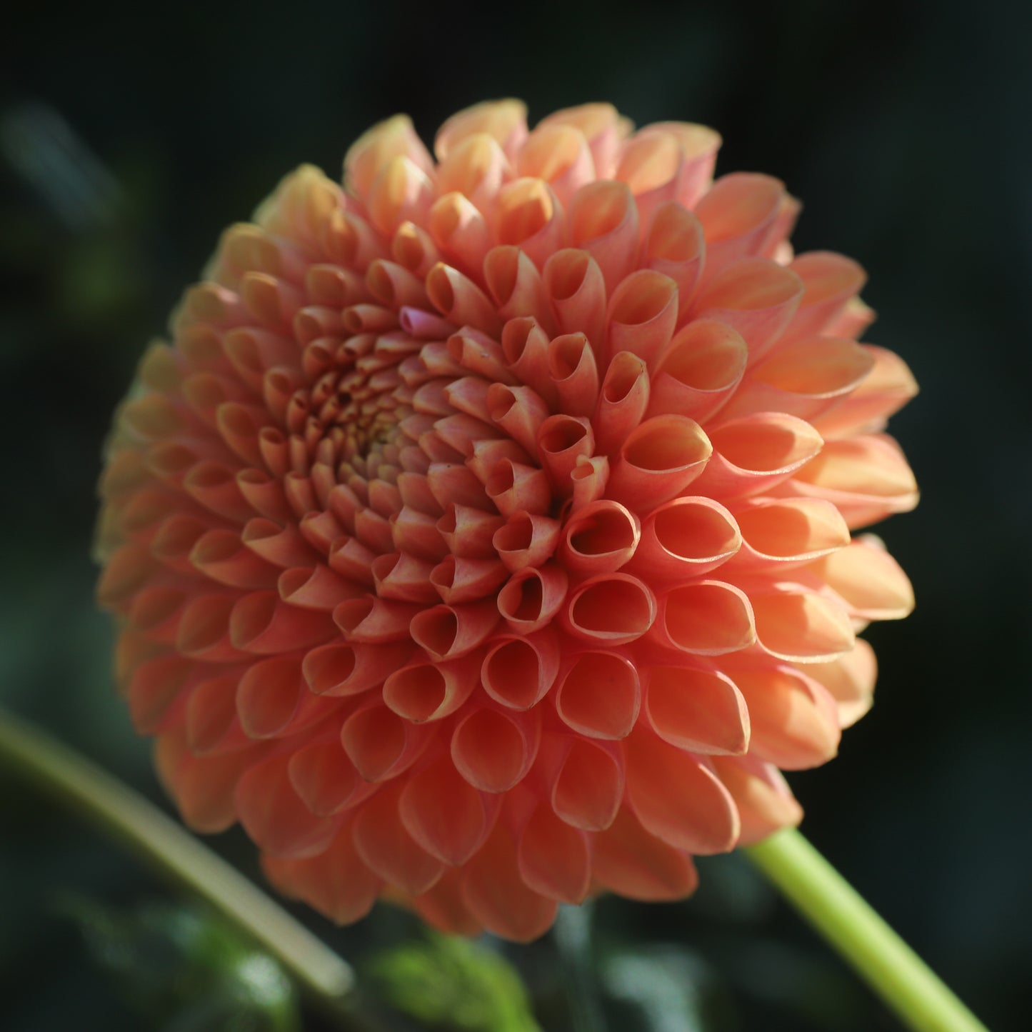 Florelie Angostura Seed