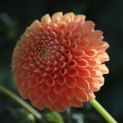 Florelie Angostura Seed