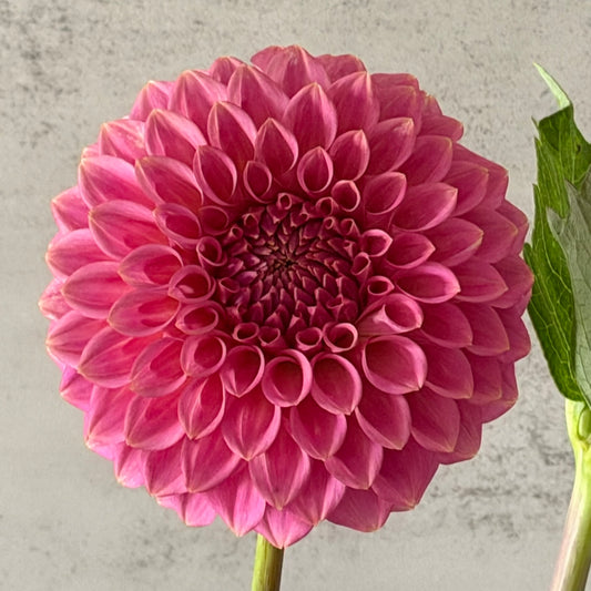 Florelie Flamingo seeds x 10