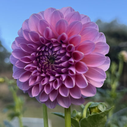 Florelie Lizzie Lou