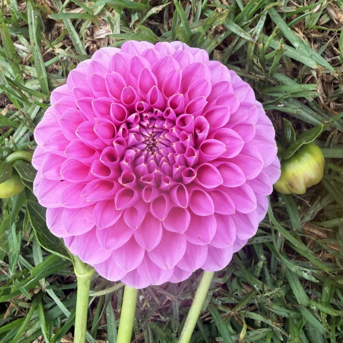 Florelie Lizzie Lou seeds x 10