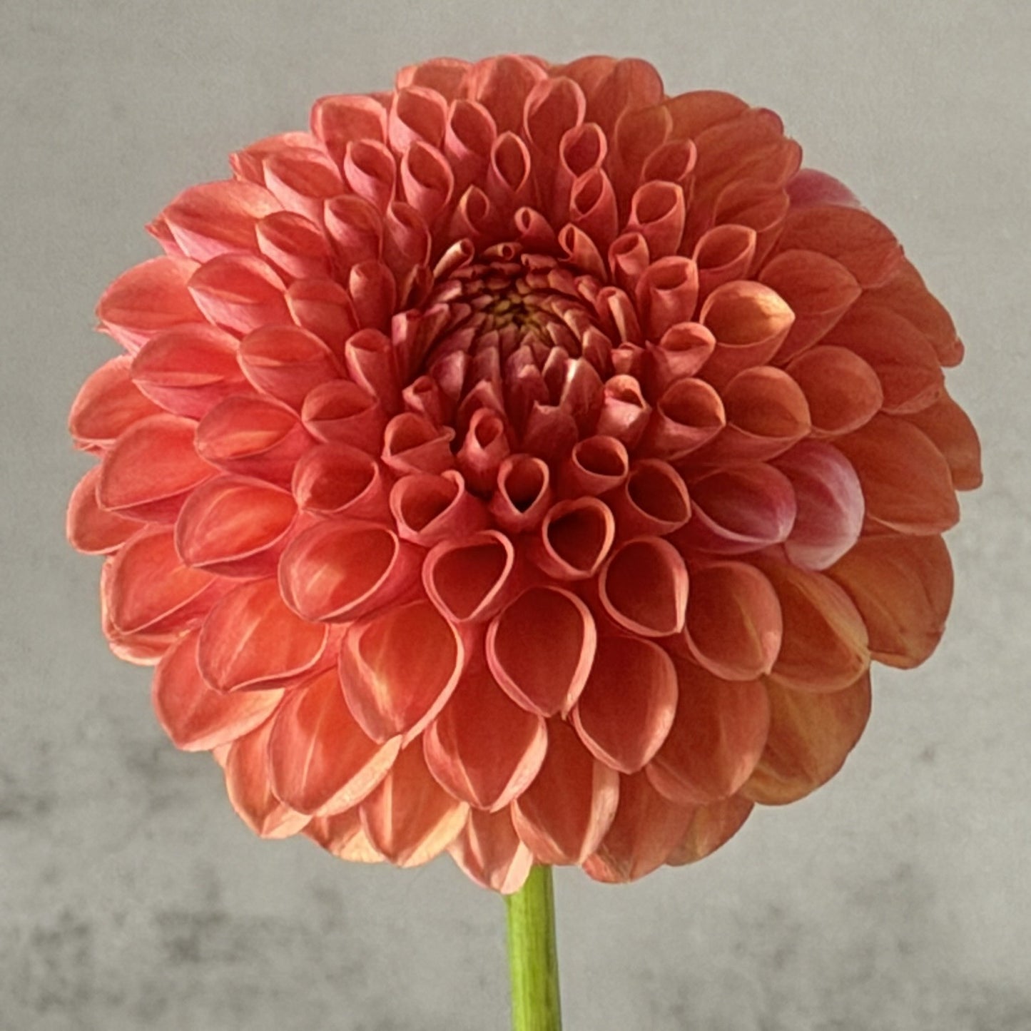 Florelie Angostura