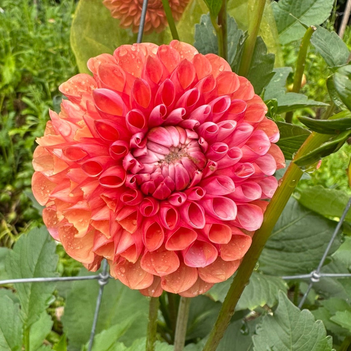 Florelie Angostura