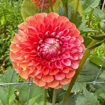 Florelie Angostura
