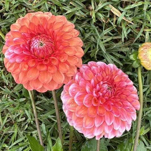 Florelie Angostura