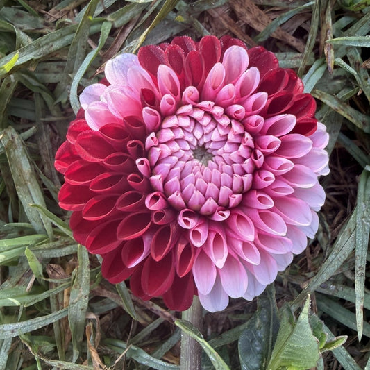 Florelie Cosmic Romance