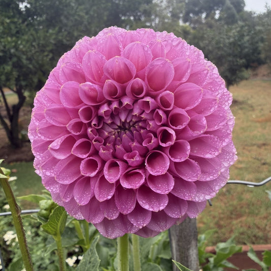 Florelie Lizzie Lou