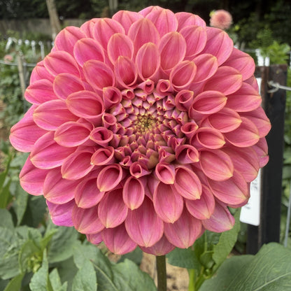 Florelie Omen