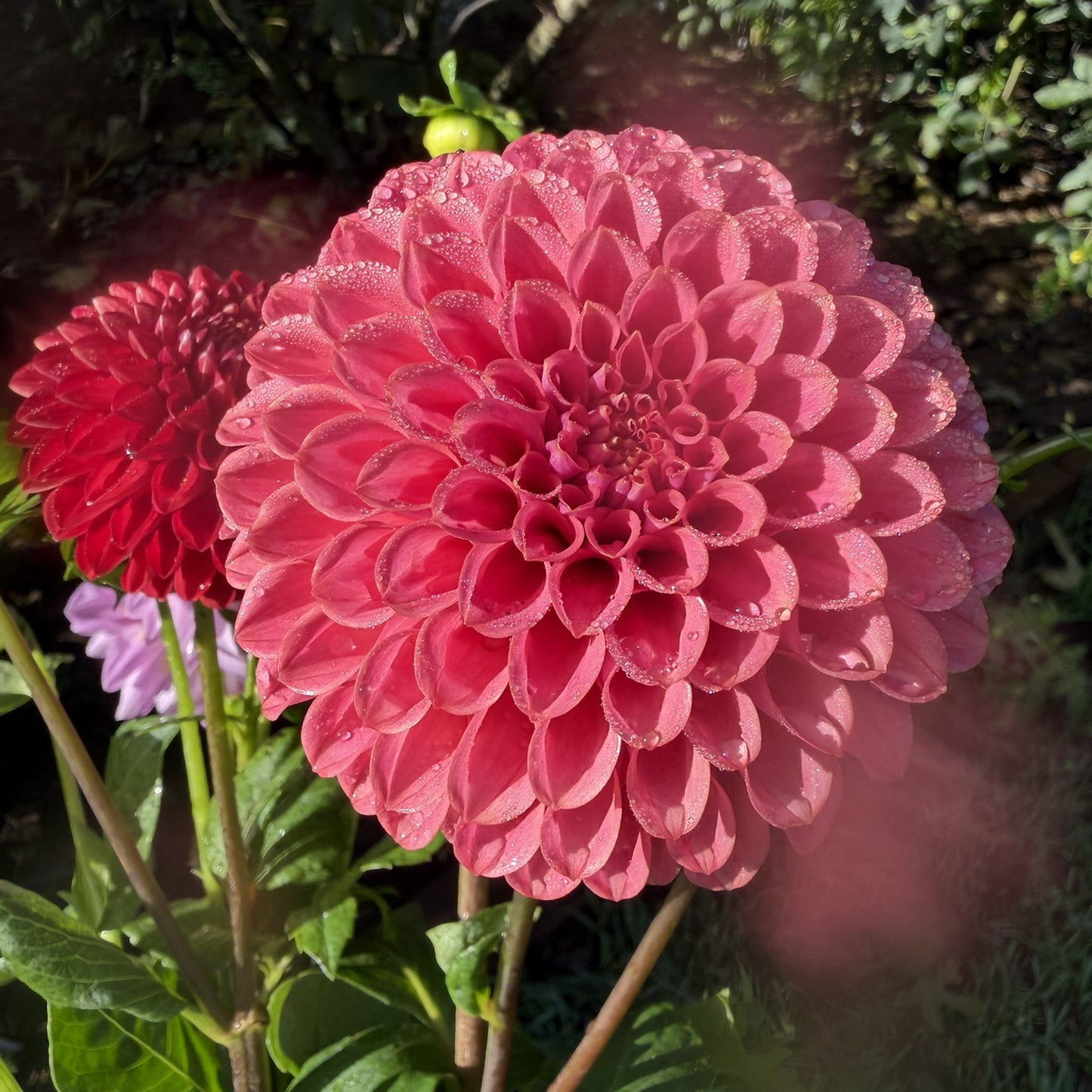 Florelie Omen